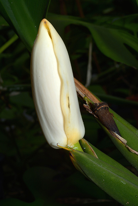 Scindapsus coriaceus
