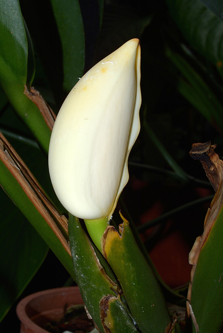 Scindapsus coriaceus