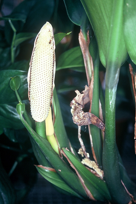 Scindapsus geniculatus