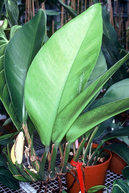 Scindapsus geniculatus