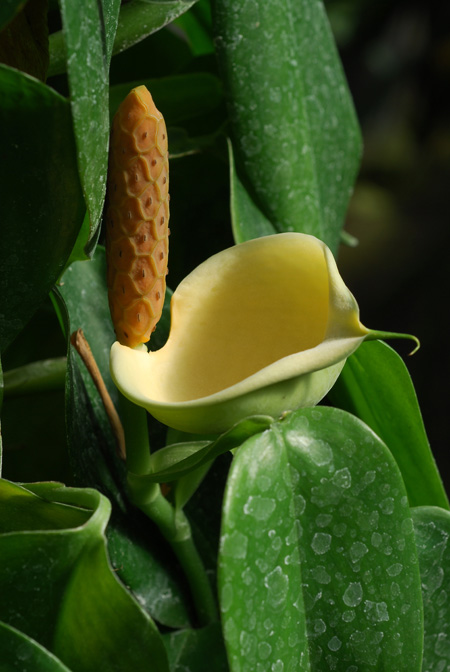 Scindapsus hederaceus