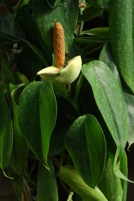 Scindapsus hederaceus