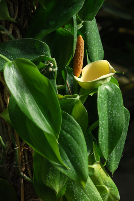 Scindapsus hederaceus