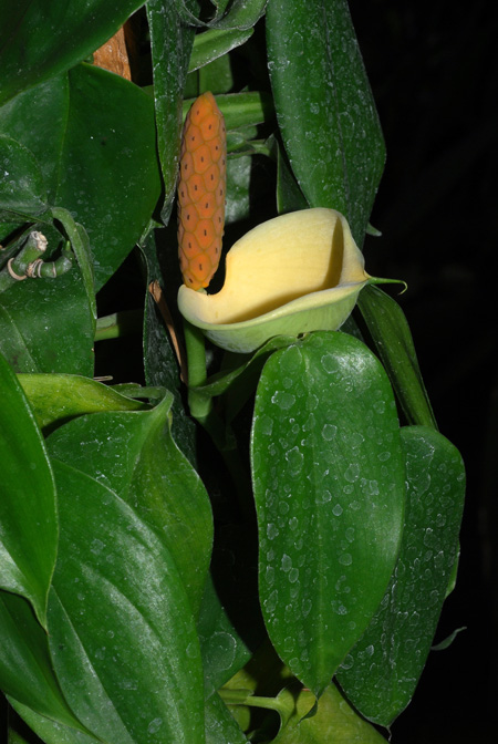Scindapsus hederaceus