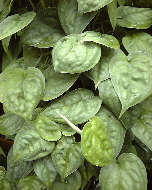 Scindapsus lucens