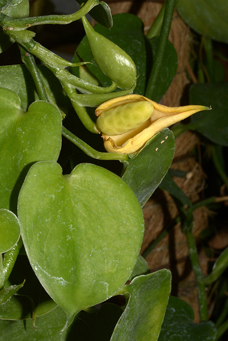 Scindapsus lucens