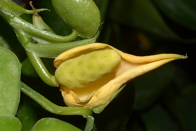 Scindapsus lucens