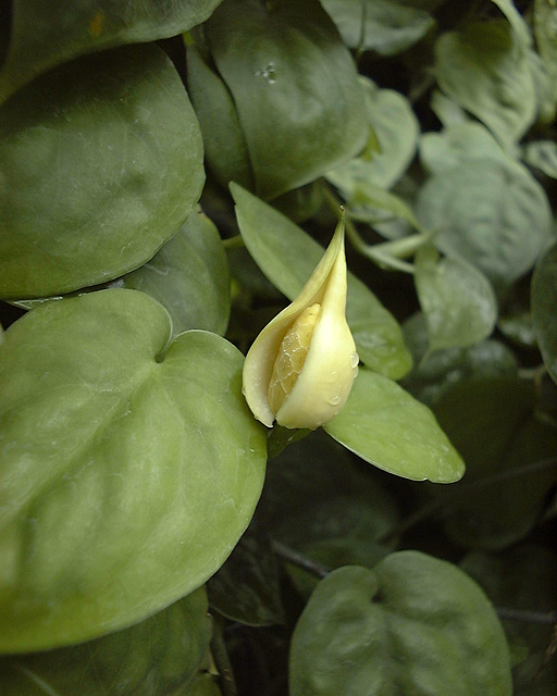 Scindapsus lucens