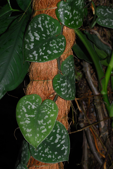 Scindapsus pictus