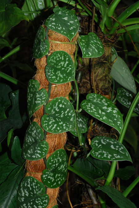 Scindapsus pictus