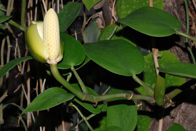 Scindapsus pictus