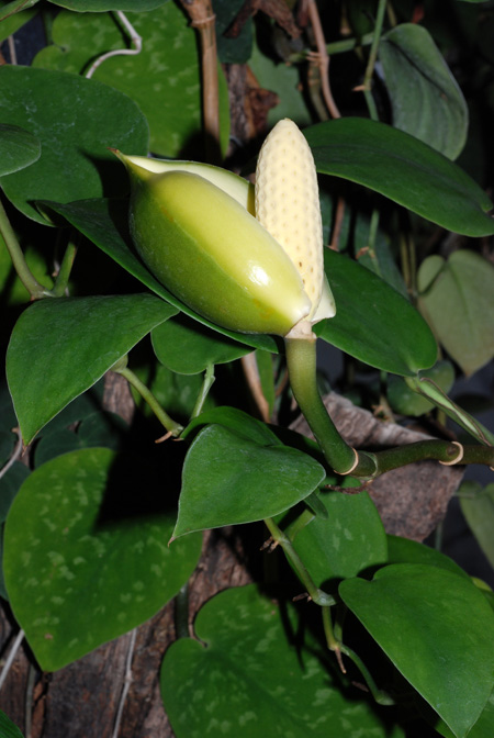 Scindapsus pictus