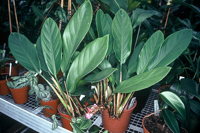 Scindapsus rupestris