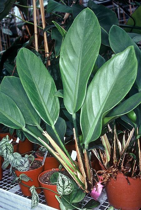 Scindapsus rupestris