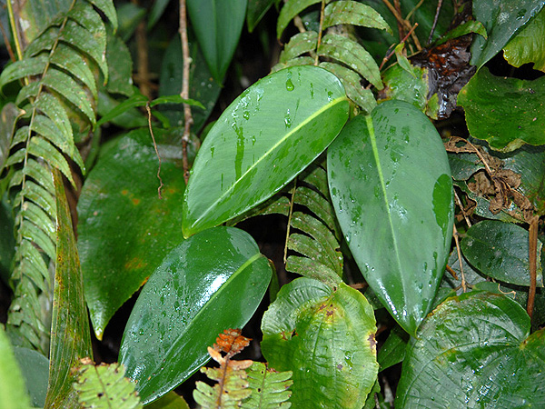 Scindapsus scortechinii