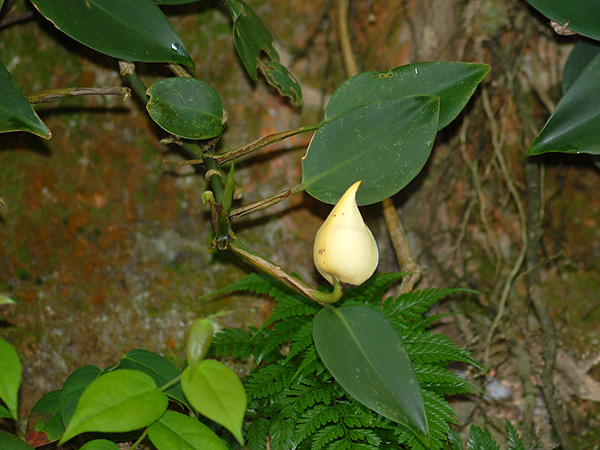 Scindapsus scortechinii