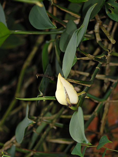 Scindapsus scortechinii