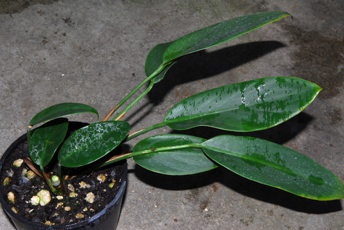 Scindapsus sumatranus