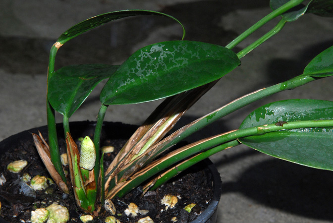 Scindapsus sumatranus