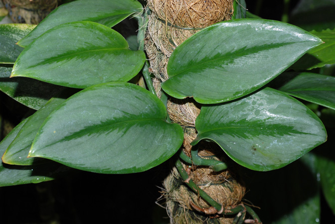 Scindapsus treubii