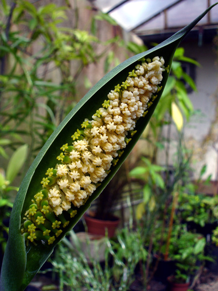 Spathantheum fallax