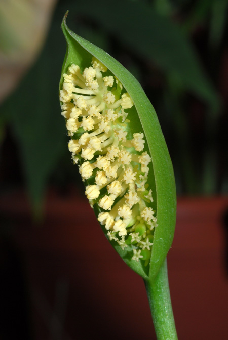 Spathantheum fallax