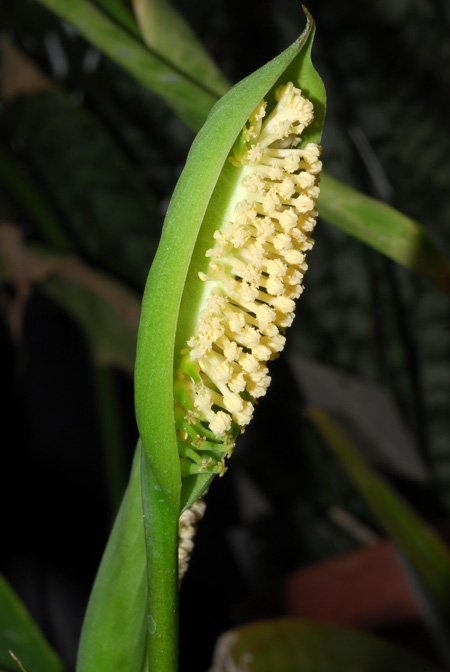 Spathantheum fallax