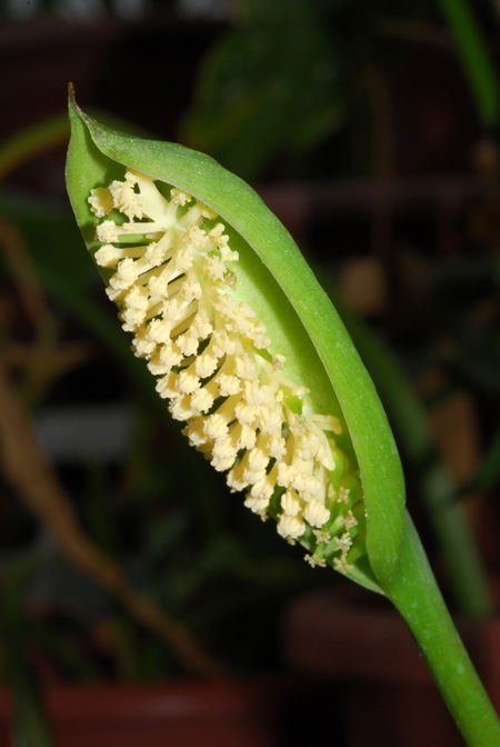 Spathantheum fallax