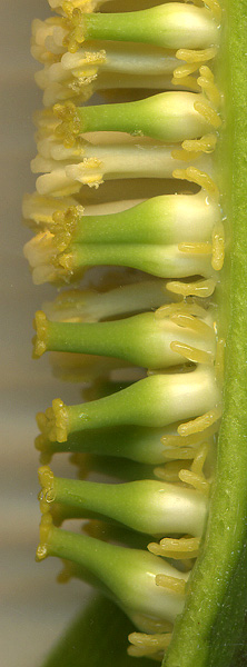 Spathantheum fallax