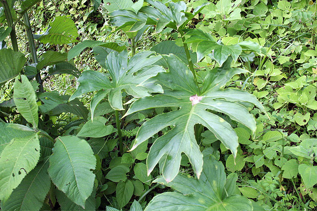 Spathantheum orbignyanum
