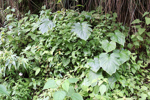 Spathantheum orbignyanum