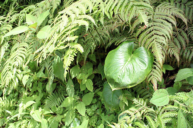 Spathantheum orbignyanum