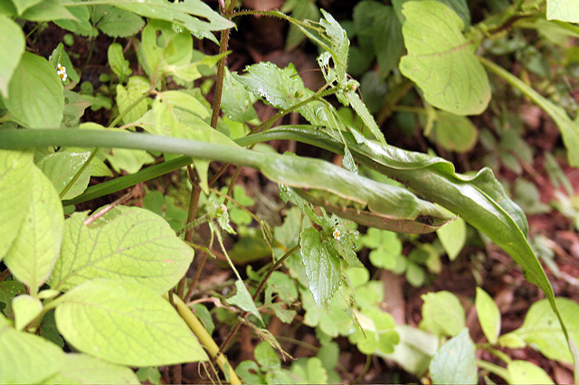 Spathantheum orbignyanum