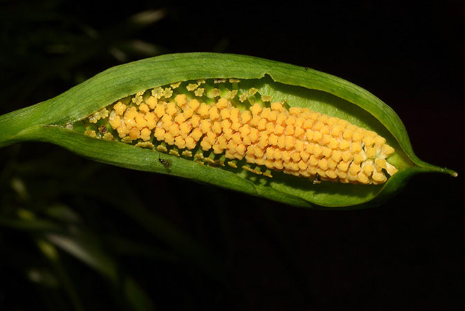 Spathantheum orbignyanum
