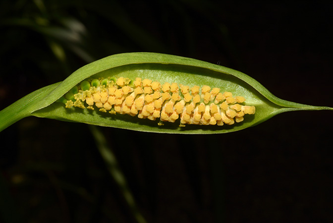 Spathantheum orbignyanum