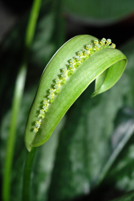 Spathicarpa gardneri