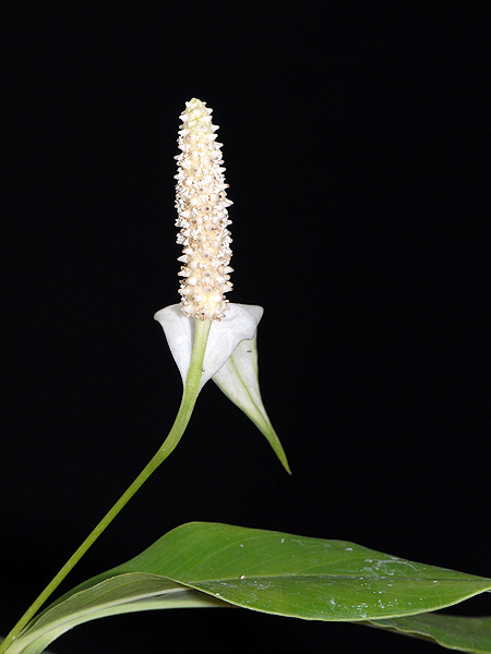 Spathiphyllum barbourii