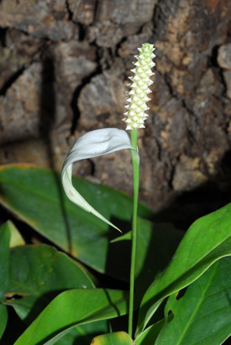 Spathiphyllum barbourii