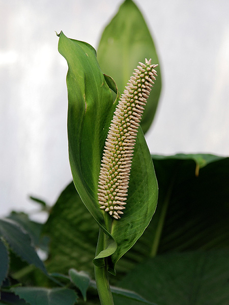 Spathiphyllum blandum