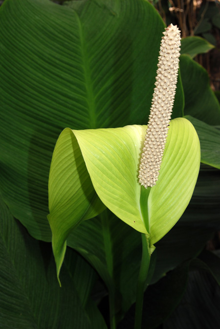 Spathiphyllum blandum