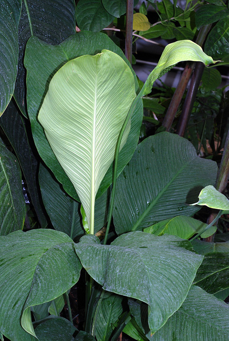 Spathiphyllum blandum