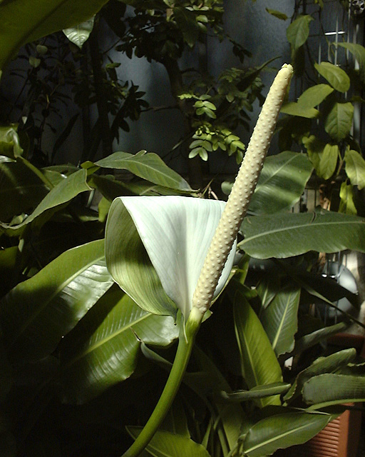 Spathiphyllum cannifolium