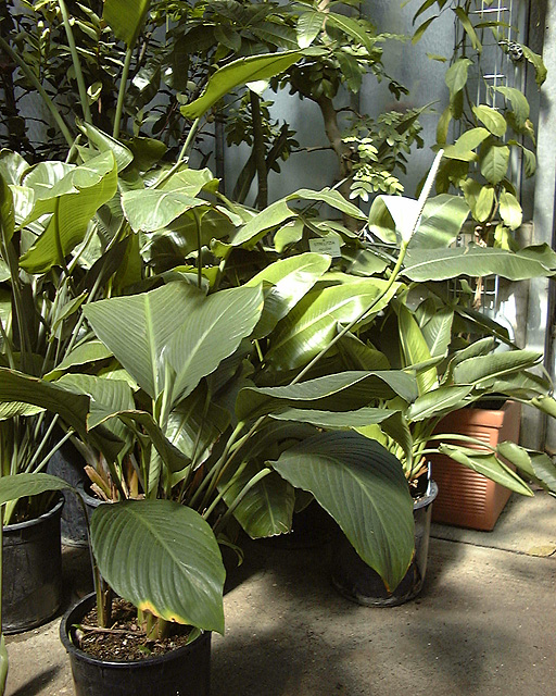 Spathiphyllum cannifolium
