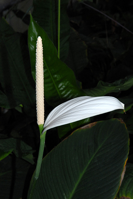 Spathiphyllum cannifolium