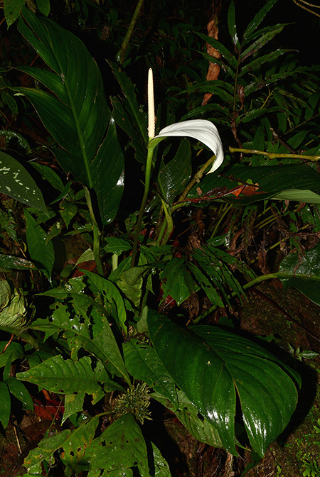 Spathiphyllum cannifolium
