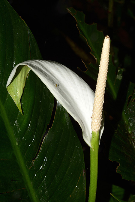 Spathiphyllum cannifolium