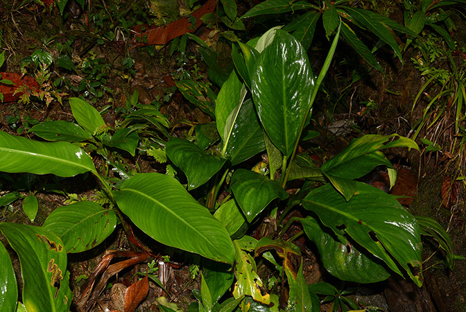 Spathiphyllum cannifolium