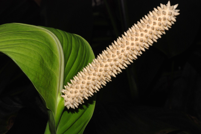 Spathiphyllum cochlearispathum