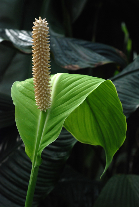 Spathiphyllum cochlearispathum