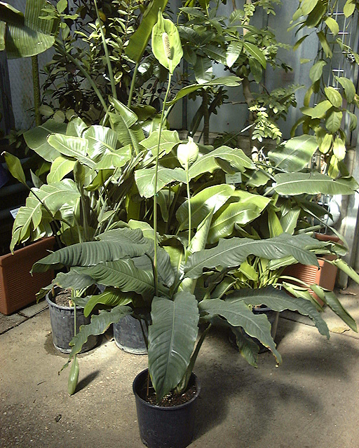 Spathiphyllum cochlearispathum